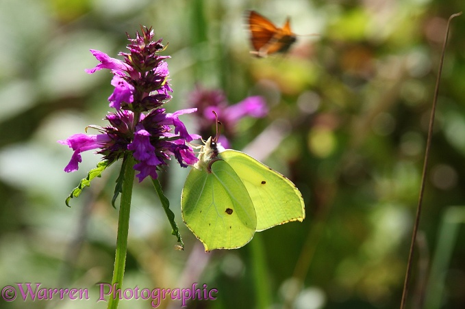 Brimstone Butterfly (Gonepteryx rhamni) male on Betony (Betonica officionalis) with Large Skipper (Ochlodes venata) in the background
