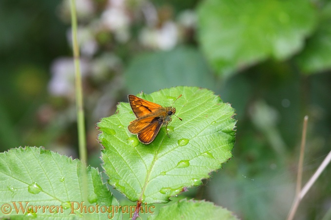 Large Skipper Butterfly (Ochlodes venatus) male sunning