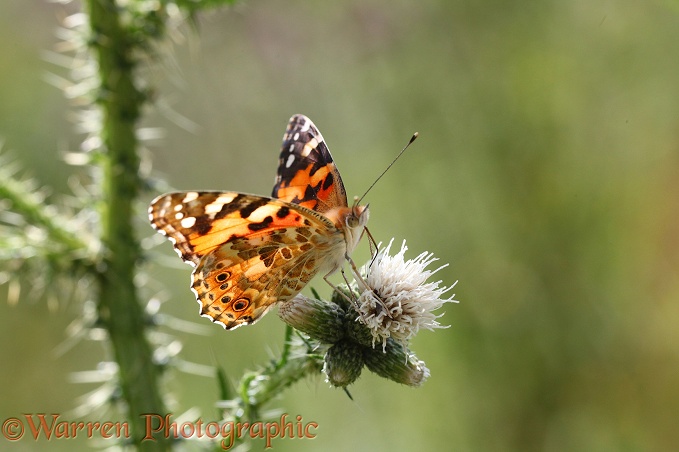 Painted Lady Butterfly (Cynthia cardui) on Marsh Thistle (Circium palustre)