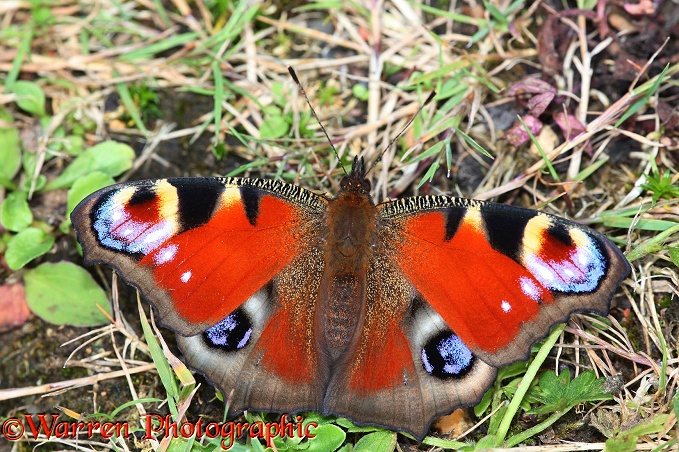 Peacock Butterfly (Inachis io) sunning