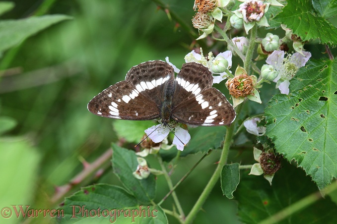 White Admiral Butterfly (Ladoga camilla) on Bramble