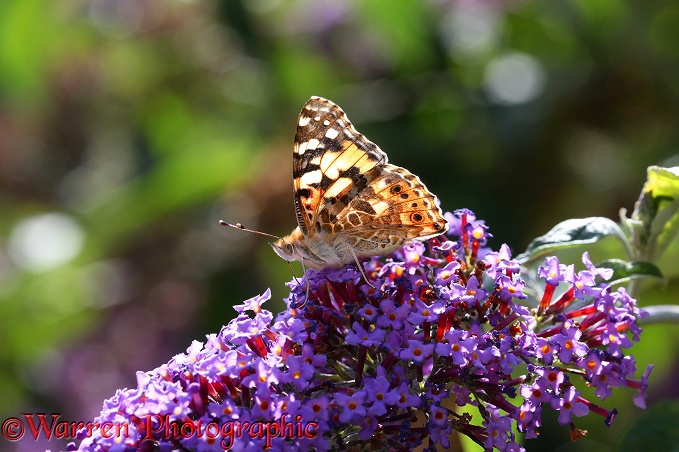 Painted Lady Butterfly (Cynthia cardui) on Buddleia