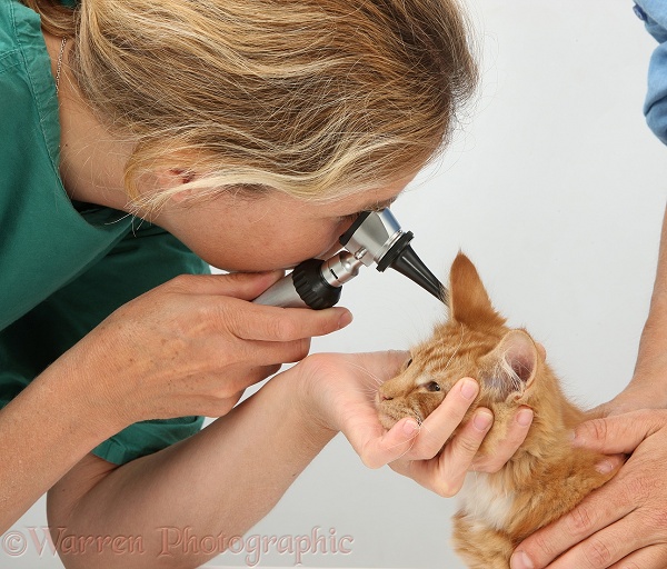 Vet using an otoscope to examine a ginger kitten's ear, white background