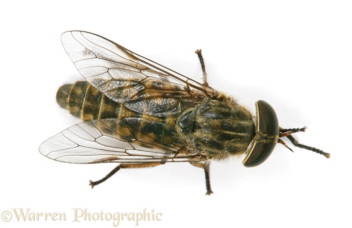 Horse Fly (Tabanus species) cleaning front legs, white background
