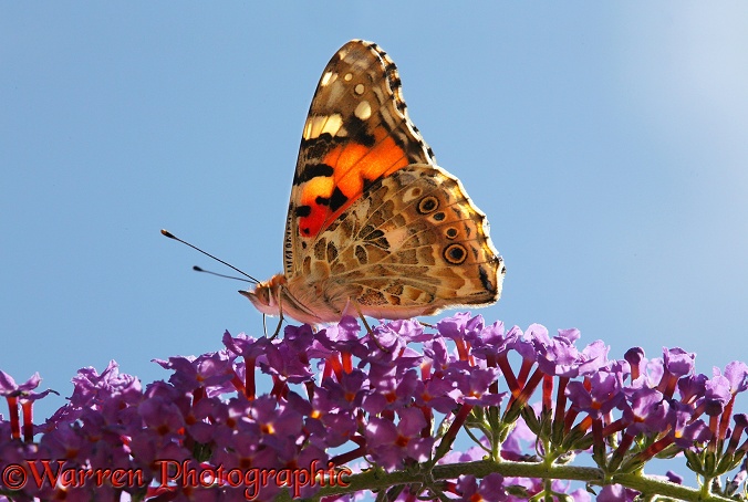 Painted Lady Butterfly (Cynthia cardui) on Buddleia