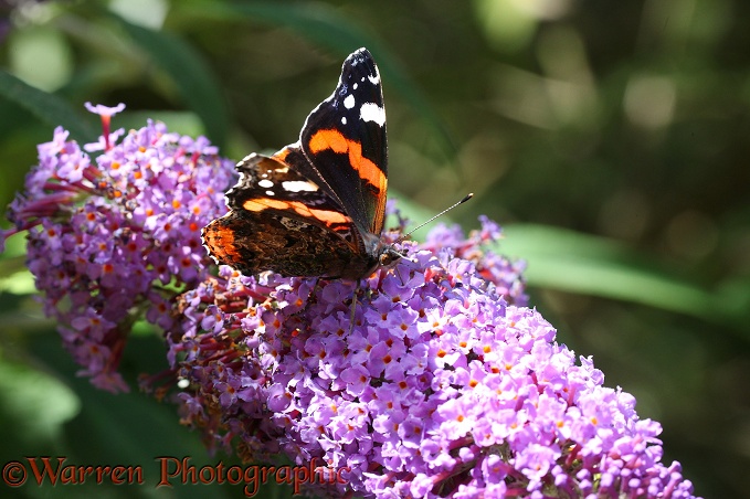 Red Admiral Butterfly (Vanessa atalanta) on Buddleia