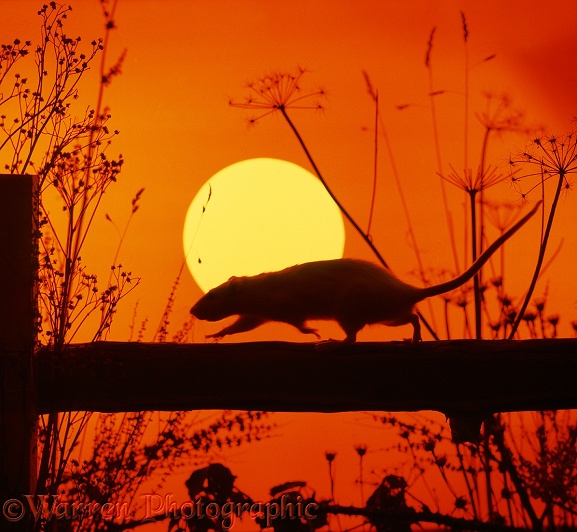 Brown Rat (Rattus norvegicus) running across a fence at sunset.  Worldwide