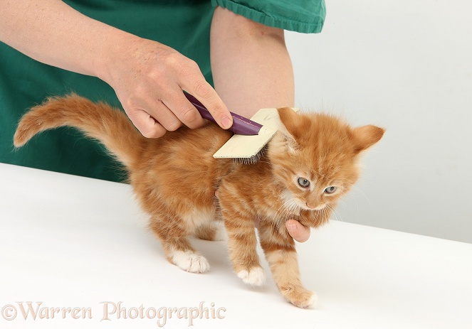 Grooming ginger kitten, Butch, 8 weeks old, with a brush, white background