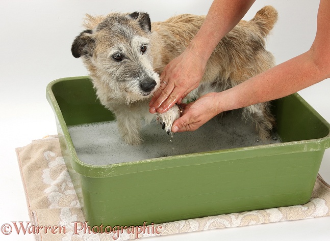 Patterdale x Jack Russell Terrier, Jorge, having his feet washed, white background
