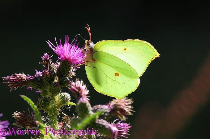 Brimstone Butterfly (Gonepteryx rhamni) female on Marsh Thistle (Circium palustre)