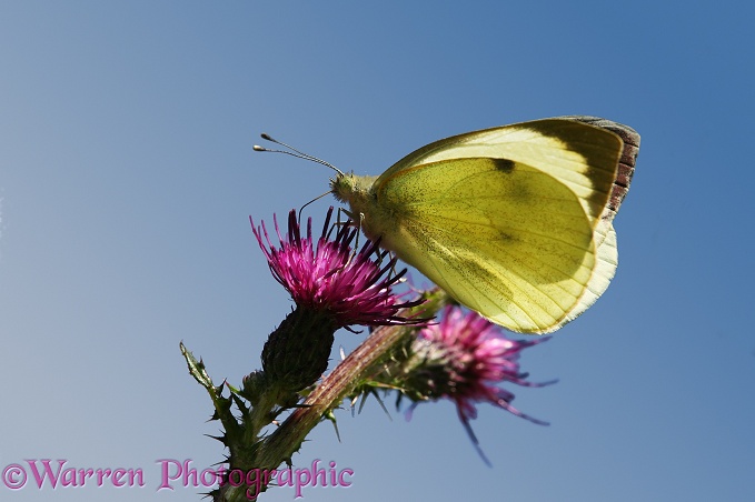 Large White Butterfly (Pieris brassicae) female on Marsh Thistle (Circium palustre)