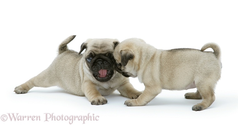 Fawn Pug pups play-fighting, white background