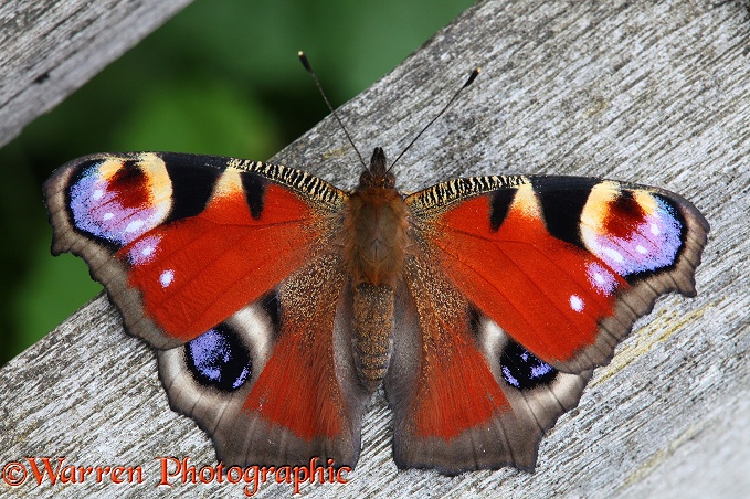 Peacock Butterfly (Inachis io) basking in the sun