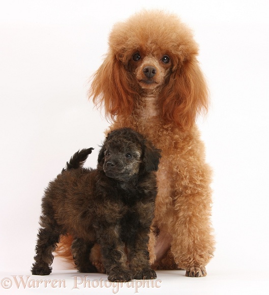 Red toy poodle dog, Reggie, and his red merle pup, 7 weeks old, white background