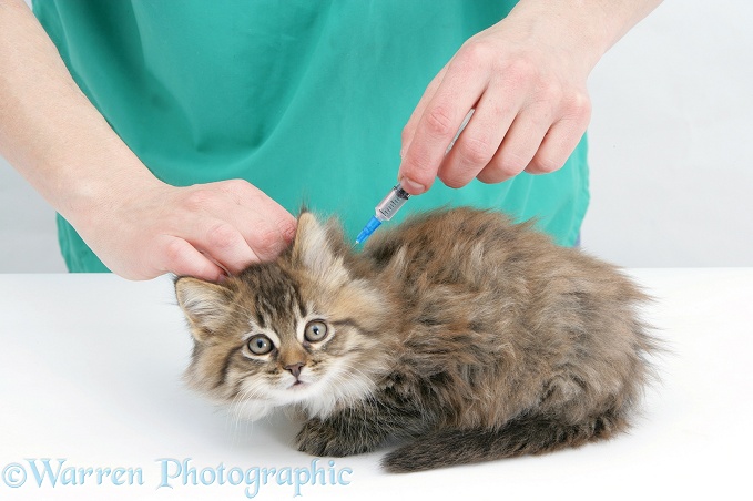 Vet administering a vaccination to a Maine Coon kitten, white background
