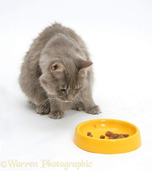 Maine Coon female cat, Serafin, eating wet food from a yellow plastic bowl, white background