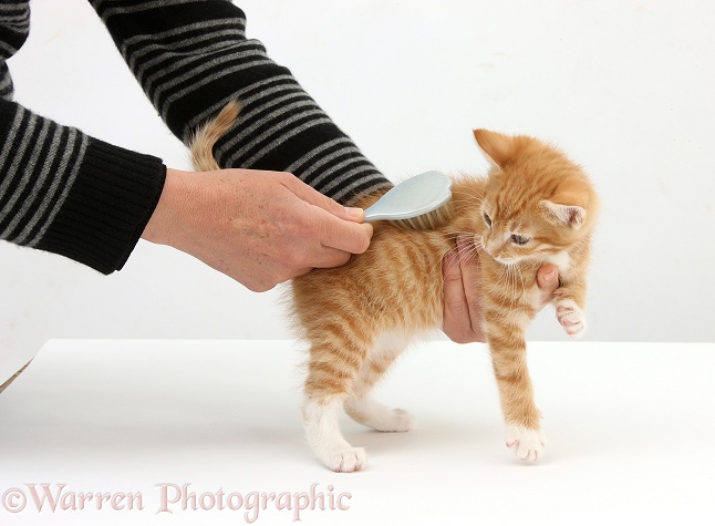Grooming a ginger kitten, Tom, 8 weeks old, with a brush, white background
