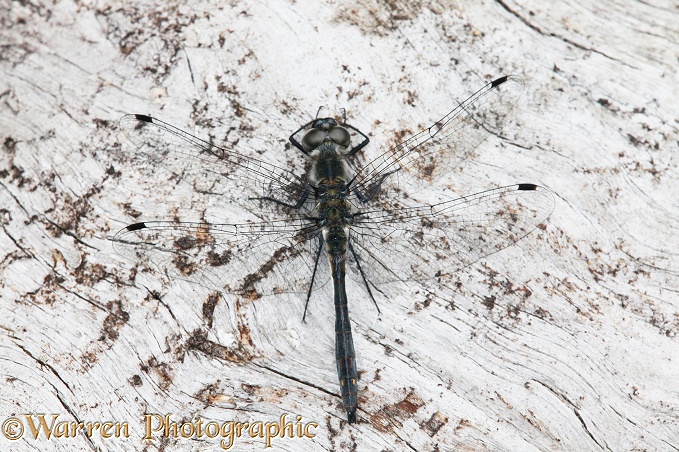 Black Darter Dragonfly (Sympetrum danae) male