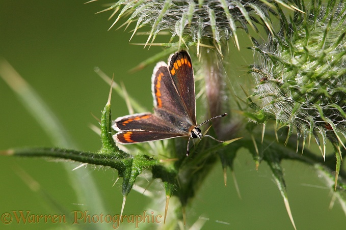 Brown Argus Butterfly (Aricia agestis) on Spear Thistle (Cirsium vulgare).  Europe