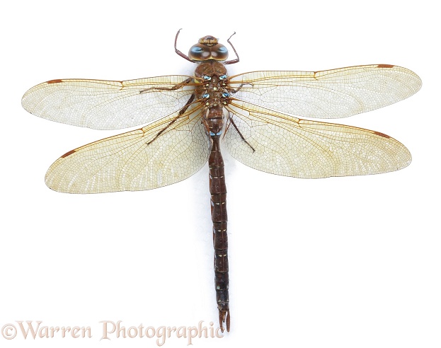 Brown Hawker Dragonfly (Aeshna grandis).  Europe, white background