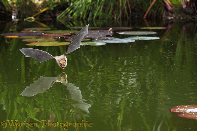 Natterer's Bat (Myotis nattereri) flying over a pond at night.  Europe
