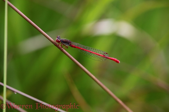 Small Red Damselfly (Ceriagrion tenellum) male.  Europe