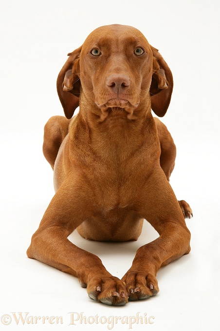 Hungarian Vizsla bitch lying with head up, white background