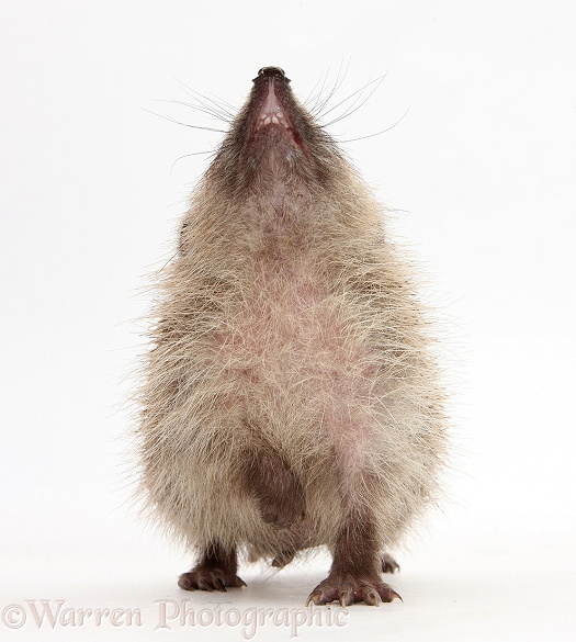 Baby Hedgehog (Erinaceus europaeus), nose up, sniffing the air, white background