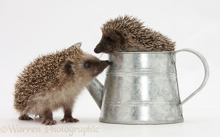 Baby Hedgehogs (Erinaceus europaeus) in a little metal watering can, white background