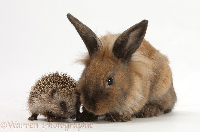 Baby Hedgehog and young Lionhead-cross rabbit, white background