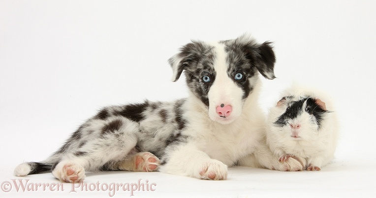 Blue merle Border Collie puppy, Reef, 9 weeks old, with black-and-white Guinea pig, white background