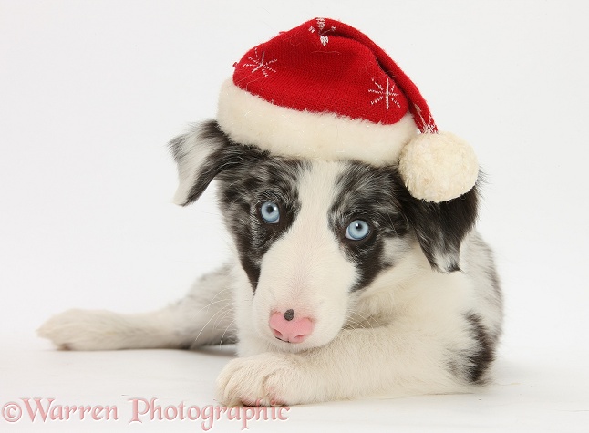 Blue merle Border Collie puppy, Reef, 9 weeks old, wearing a Father Christmas hat, white background