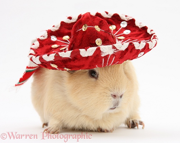 Yellow Guinea pig wearing a Mexican hat, white background