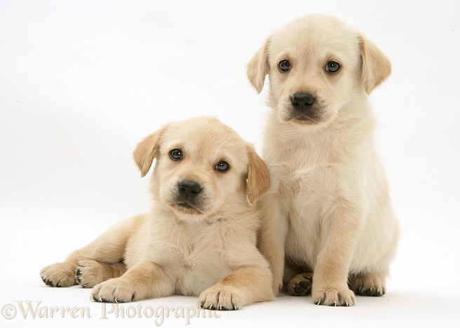 Retriever-cross pups, white background