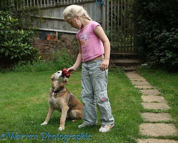 Siena letting Lakeland Terrier x Border Collie bitch, Bess, sniff a toy, before hiding it for her to retrieve