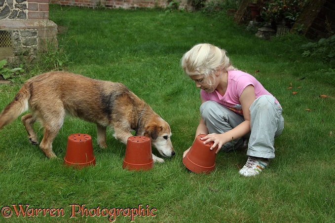 Siena hiding a treat under a flowerpot for Lakeland Terrier x Border Collie bitch, Bess, to find