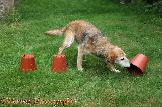 Lakeland Terrier x Border Collie bitch, Bess, turning over a flowerpot under which a treat has been hidden