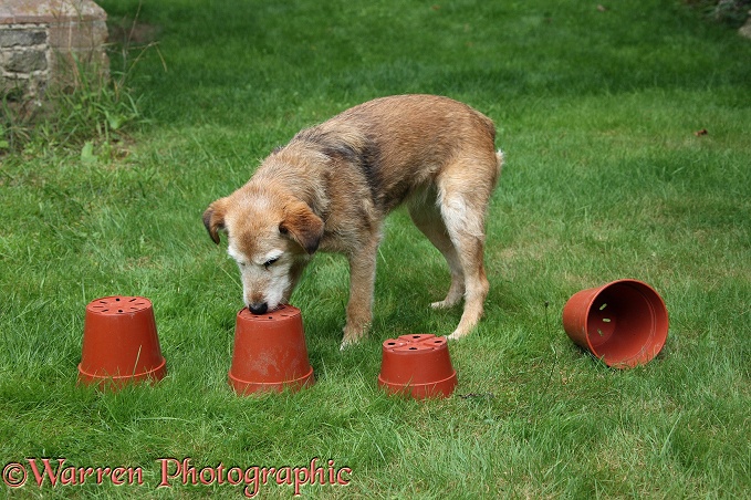 Lakeland Terrier x Border Collie bitch, Bess, sniffing flowerpots to find a treat under one of them