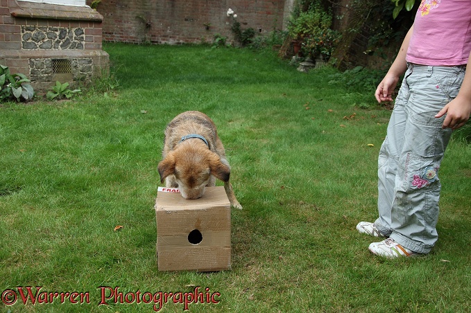 Lakeland Terrier x Border Collie bitch, Bess, trying to get a treat out of a cardboard box with holes in