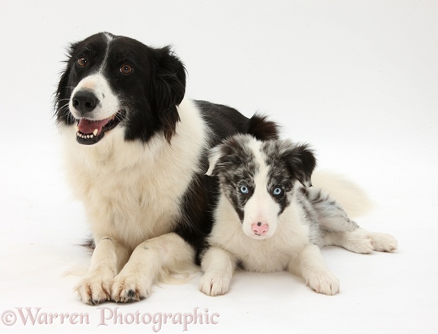 Black-and-white Border Collie, Phoebe, and Blue merle puppy, Reef, 10 weeks old, white background