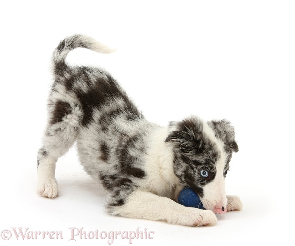 Blue merle Border Collie puppy, Reef, 9 weeks old, playing with a ball, white background