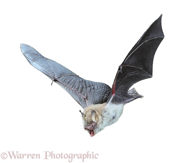 Natterer's Bat (Myotis nattereri) in flight, white background