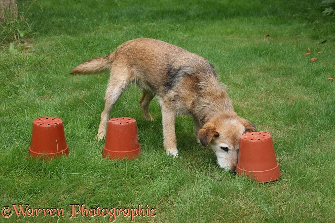 Lakeland Terrier x Border Collie bitch, Bess, sniffing flowerpots to find a treat under one of them