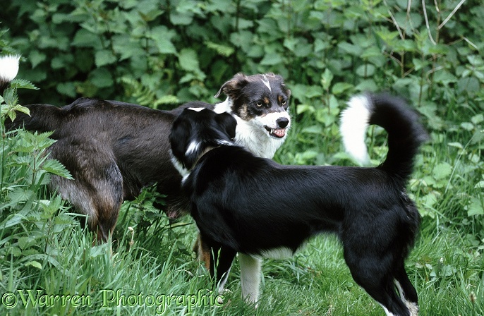 Border Collies squaring up aggressively