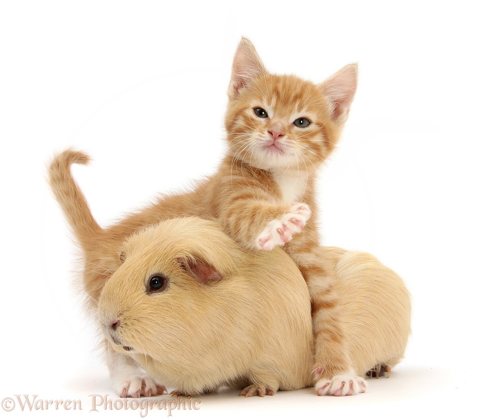 Ginger kitten, Tom, 7 weeks old, and yellow Guinea pig, white background