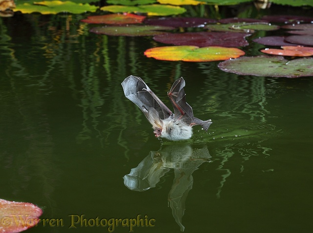 Brown Long-eared Bat (Plecotus auritus) drinking from the surface of a lily pond.  Europe & Asia