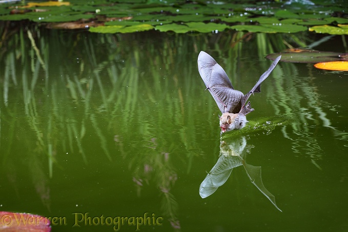 Natterer's Bat (Myotis nattereri) drinking from the surface of a lily pond.  Europe & Asia