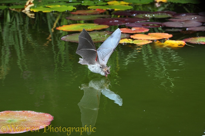 Natterer's Bat (Myotis nattereri) drinking from the surface of a lily pond.  Europe & Asia