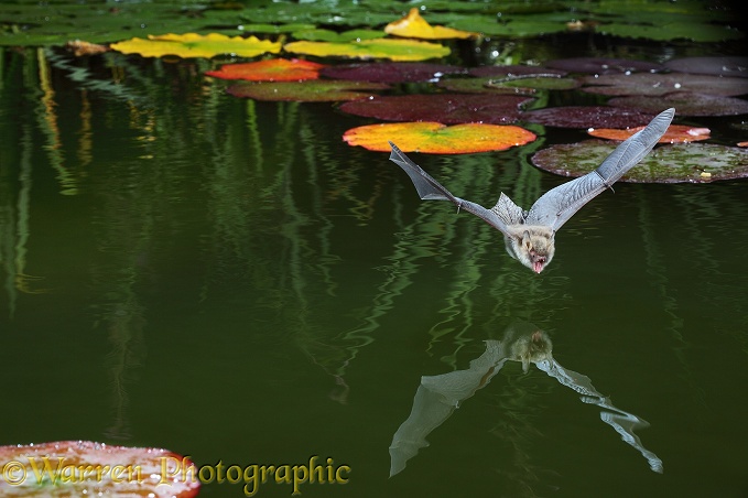 Natterer's Bat (Myotis nattereri) about to drink from the surface of a lily pond.  Europe & Asia