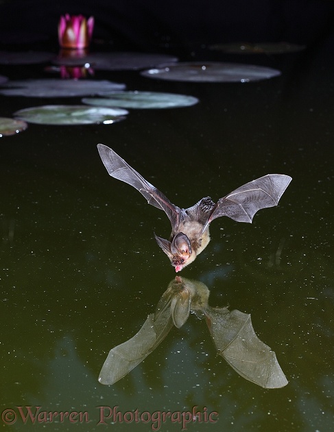 Brown Long-eared Bat (Plecotus auritus) drinking from a lily pond at dusk.  Europe & Asia